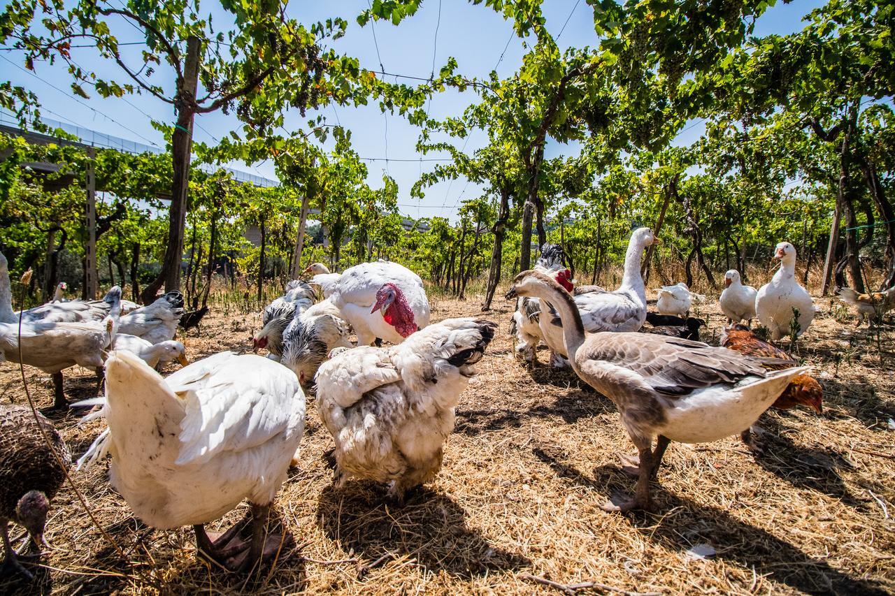 Il Gallo Con Gli Stivali Termoli Exterior foto