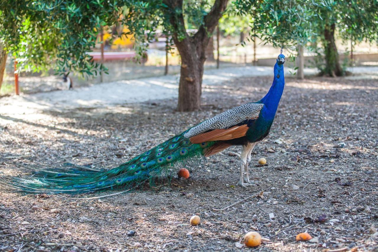 Il Gallo Con Gli Stivali Termoli Exterior foto