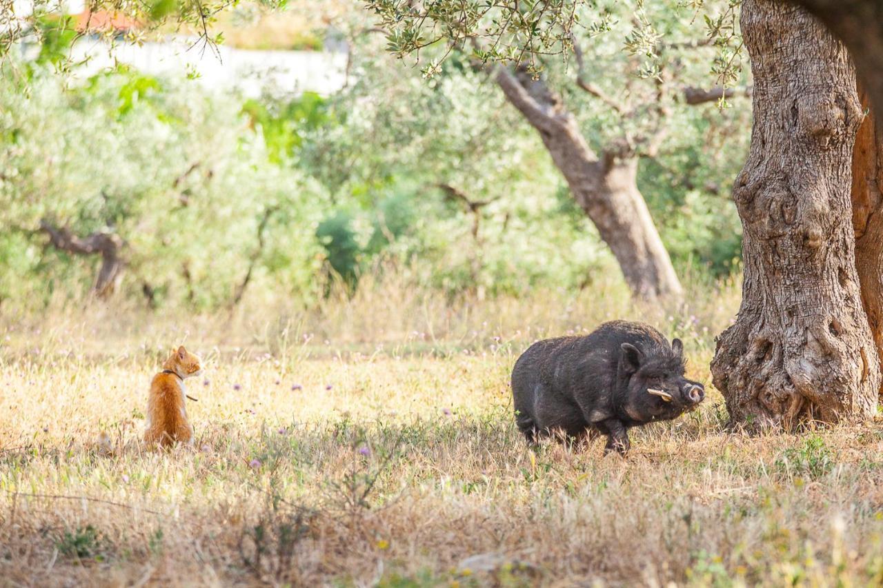 Il Gallo Con Gli Stivali Termoli Exterior foto